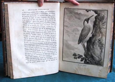 Histoire Naturelle des Oiseaux - Tome 7 (in-4°).