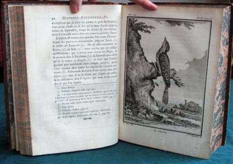 Histoire Naturelle des Oiseaux - Tome 7 (in-4°).. BUFFON G.L. Leclerc de