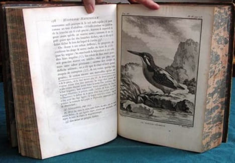 Histoire Naturelle des Oiseaux - Tome 7 (in-4°).. BUFFON G.L. Leclerc de