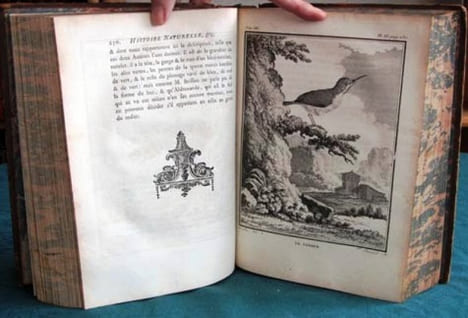 Histoire Naturelle des Oiseaux - Tome 7 (in-4°).. BUFFON G.L. Leclerc de