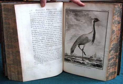 Histoire Naturelle des Oiseaux - Tome 7 (in-4°).. BUFFON G.L. Leclerc de