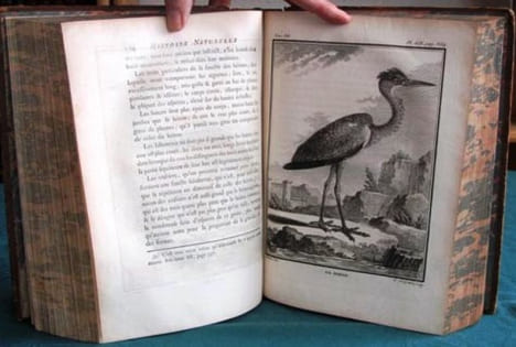 Histoire Naturelle des Oiseaux - Tome 7 (in-4°).. BUFFON G.L. Leclerc de
