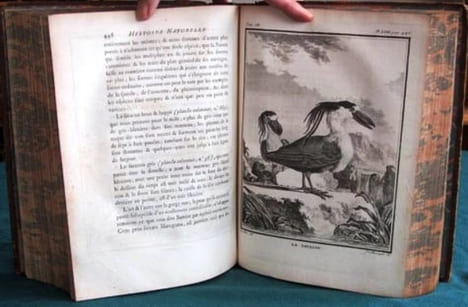 Histoire Naturelle des Oiseaux - Tome 7 (in-4°).. BUFFON G.L. Leclerc de