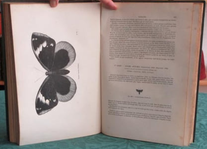 Papillons. Encyclopédie d'Histoire Naturelle - Édition originale.