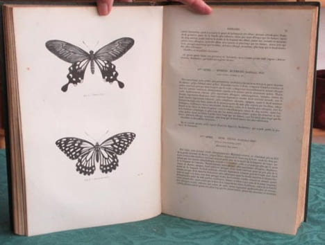 Papillons. Encyclopédie d'Histoire Naturelle - Édition originale.. CHENU Jean-Charles - LUCAS Hippolyte