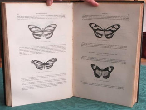 Papillons. Encyclopédie d'Histoire Naturelle - Édition originale.. CHENU Jean-Charles - LUCAS Hippolyte