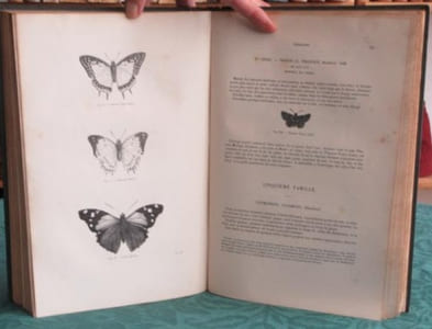 Papillons. Encyclopédie d'Histoire Naturelle - Édition originale.