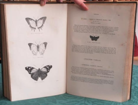 Papillons. Encyclopédie d'Histoire Naturelle - Édition originale.. CHENU Jean-Charles - LUCAS Hippolyte