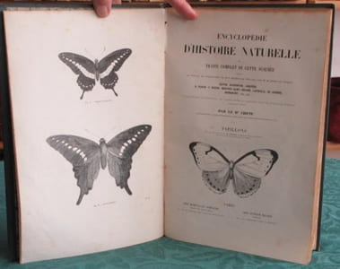 Papillons. Encyclopédie d'Histoire Naturelle - Édition originale.