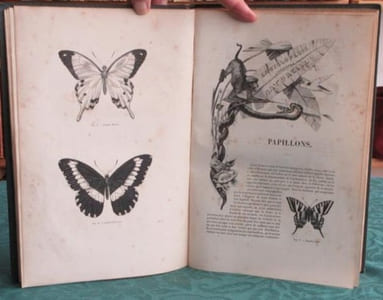 Papillons. Encyclopédie d'Histoire Naturelle - Édition originale.