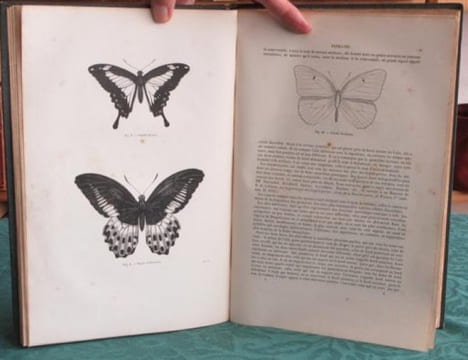 Papillons. Encyclopédie d'Histoire Naturelle - Édition originale.. CHENU Jean-Charles - LUCAS Hippolyte