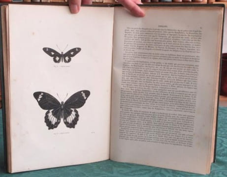 Papillons. Encyclopédie d'Histoire Naturelle - Édition originale.. CHENU Jean-Charles - LUCAS Hippolyte