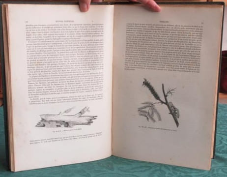 Papillons. Encyclopédie d'Histoire Naturelle - Édition originale.. CHENU Jean-Charles - LUCAS Hippolyte