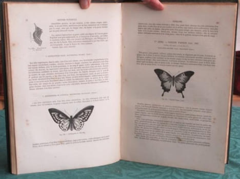 Papillons. Encyclopédie d'Histoire Naturelle - Édition originale.. CHENU Jean-Charles - LUCAS Hippolyte