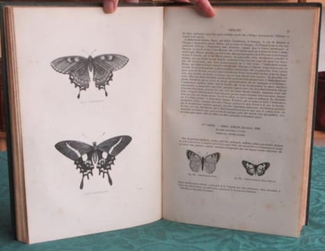 Papillons. Encyclopédie d'Histoire Naturelle - Édition originale.. CHENU Jean-Charles - LUCAS Hippolyte