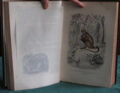Les Trois Règnes de la Nature. Règne Animal. Histoire naturelle des Mammifères.