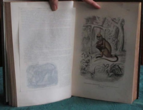 Les Trois Règnes de la Nature. Règne Animal. Histoire naturelle des Mammifères.. GERVAIS Paul