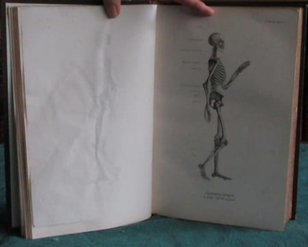 Les Trois Règnes de la Nature. Règne Animal. Histoire naturelle des Mammifères.. GERVAIS Paul