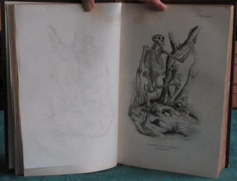 Les Trois Règnes de la Nature. Règne Animal. Histoire naturelle des Mammifères.. GERVAIS Paul