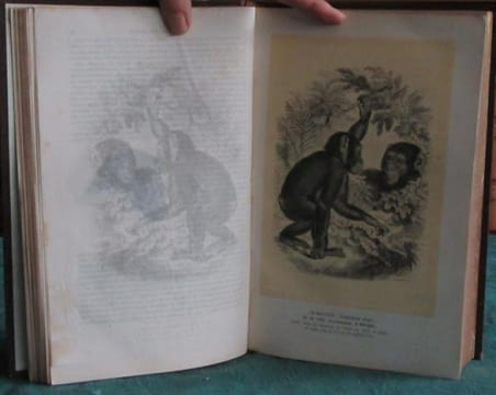 Les Trois Règnes de la Nature. Règne Animal. Histoire naturelle des Mammifères.. GERVAIS Paul