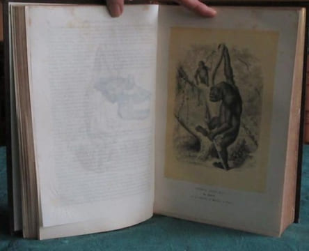 Les Trois Règnes de la Nature. Règne Animal. Histoire naturelle des Mammifères.. GERVAIS Paul