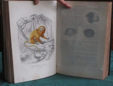 Les Trois Règnes de la Nature. Règne Animal. Histoire naturelle des Mammifères.