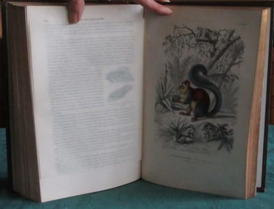 Les Trois Règnes de la Nature. Règne Animal. Histoire naturelle des Mammifères.