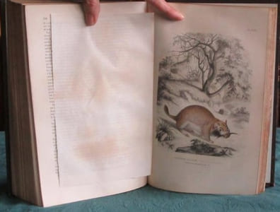 Les Trois Règnes de la Nature. Règne Animal. Histoire naturelle des Mammifères.