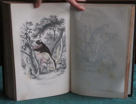 Les Trois Règnes de la Nature. Règne Animal. Histoire naturelle des Mammifères.. GERVAIS Paul