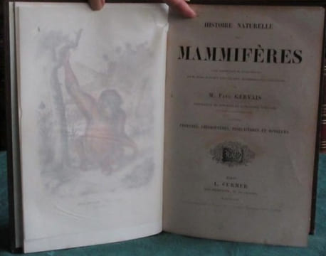 Les Trois Règnes de la Nature. Règne Animal. Histoire naturelle des Mammifères.. GERVAIS Paul