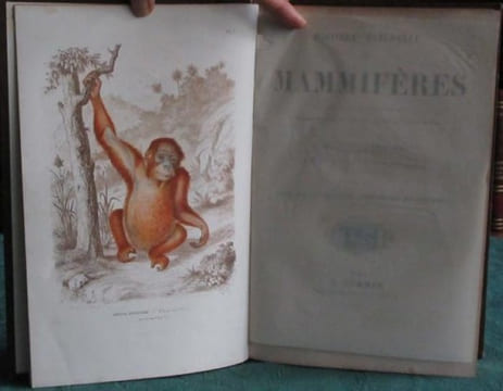 Les Trois Règnes de la Nature. Règne Animal. Histoire naturelle des Mammifères.. GERVAIS Paul