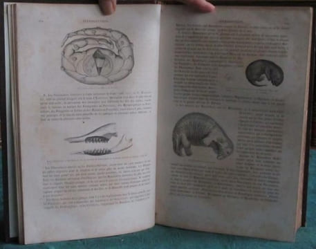 Les Trois Règnes de la Nature. Règne Animal. Histoire naturelle des Mammifères.. GERVAIS Paul