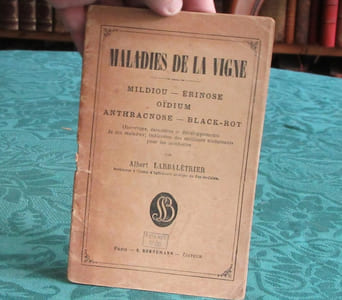 Maladies de la vigne - Mildiou - Erinose - Oidium - Anthracnose - black-rot