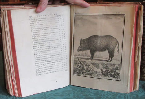 Histoire Naturelle Générale et Particulière avec la description du cabinet du roi - 17 premiers volumes in-4°. BUFFON G.L. Leclerc de