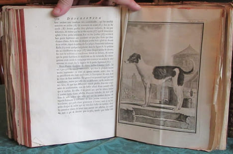 Histoire Naturelle Générale et Particulière avec la description du cabinet du roi - 17 premiers volumes in-4°. BUFFON G.L. Leclerc de