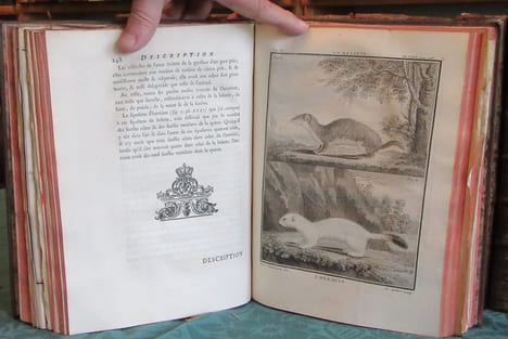 Histoire Naturelle Générale et Particulière avec la description du cabinet du roi - 17 premiers volumes in-4°. BUFFON G.L. Leclerc de