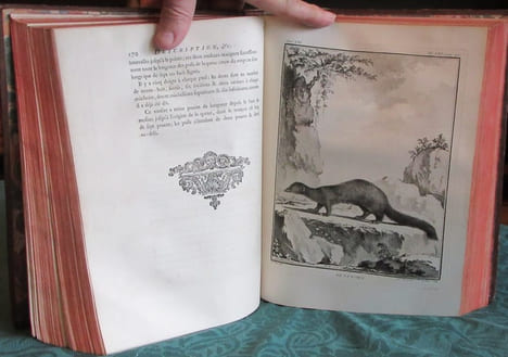 Histoire Naturelle Générale et Particulière avec la description du cabinet du roi - 17 premiers volumes in-4°. BUFFON G.L. Leclerc de