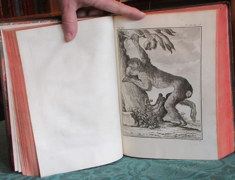 Histoire Naturelle Générale et Particulière avec la description du cabinet du roi - 17 premiers volumes in-4°. BUFFON G.L. Leclerc de
