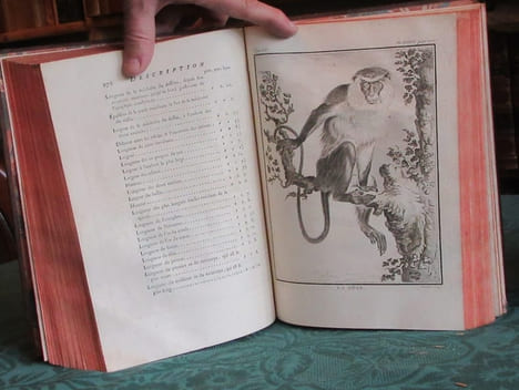 Histoire Naturelle Générale et Particulière avec la description du cabinet du roi - 17 premiers volumes in-4°. BUFFON G.L. Leclerc de