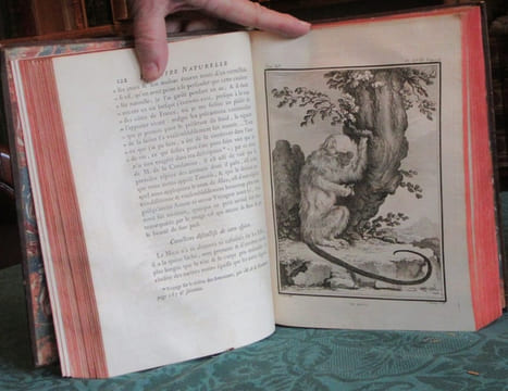 Histoire Naturelle Générale et Particulière avec la description du cabinet du roi - 17 premiers volumes in-4°. BUFFON G.L. Leclerc de