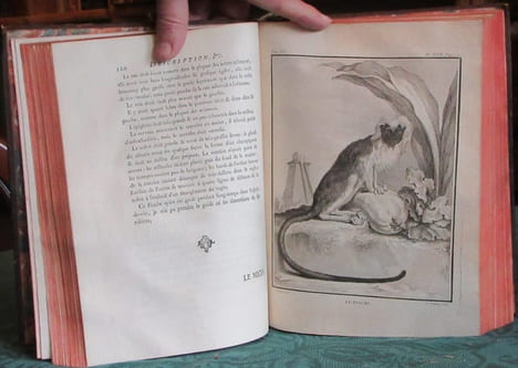Histoire Naturelle Générale et Particulière avec la description du cabinet du roi - 17 premiers volumes in-4°. BUFFON G.L. Leclerc de