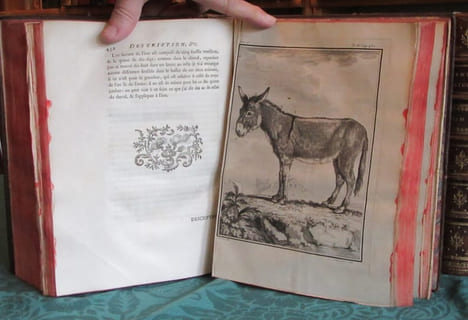 Histoire Naturelle Générale et Particulière avec la description du cabinet du roi - 17 premiers volumes in-4°. BUFFON G.L. Leclerc de