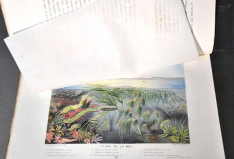 Le Monde de la Mer.. Frédol (Alfred) [Moquin-Tandon (Alfred)].
