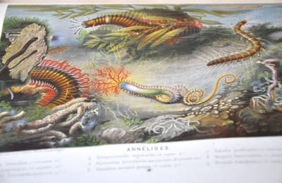 Le Monde de la Mer.