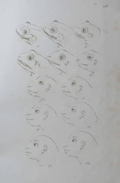 La Physiognomie ou l'Art de connaitre les hommes d'après les traits de leurs physionomie. LAVATER