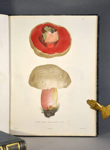 Histoire des champignons comestibles et vénéneux