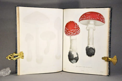 Histoire des champignons comestibles et vénéneux. ROCQUES (Joseph)