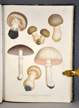 Histoire des champignons comestibles et vénéneux. ROCQUES (Joseph)