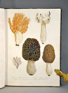 Histoire des champignons comestibles et vénéneux