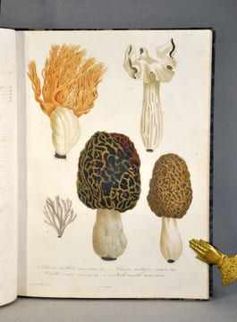 Histoire des champignons comestibles et vénéneux. ROCQUES (Joseph)
